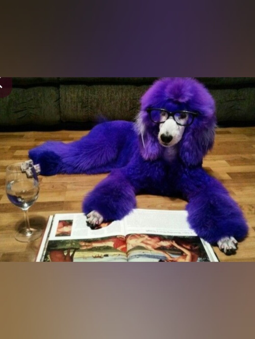 Purple Satin Dog pajamas Jacket with Bow - Picture 7 of 7